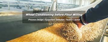lss project reduce the moisture of conditioned wheat.jpg